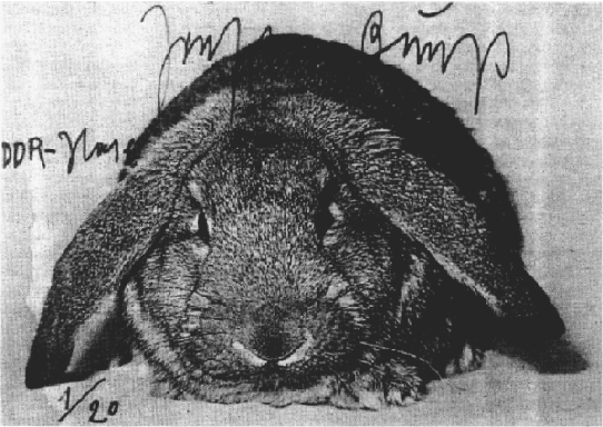 \includegraphics[width=12cm]{/home/stern89/doc/dickel/karten/beuys_hase.eps}